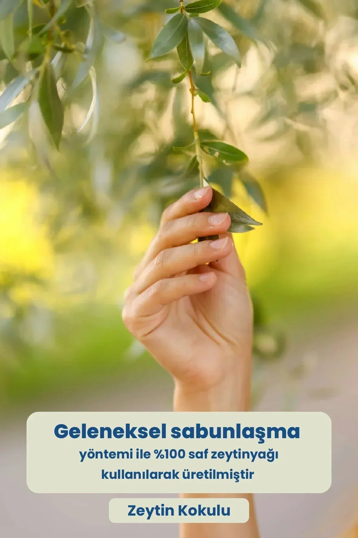 Zeytin yaprağı tutan el ve geleneksel sabunlaşma ile üretilen %100 saf zeytinyağı sabunu etiketi