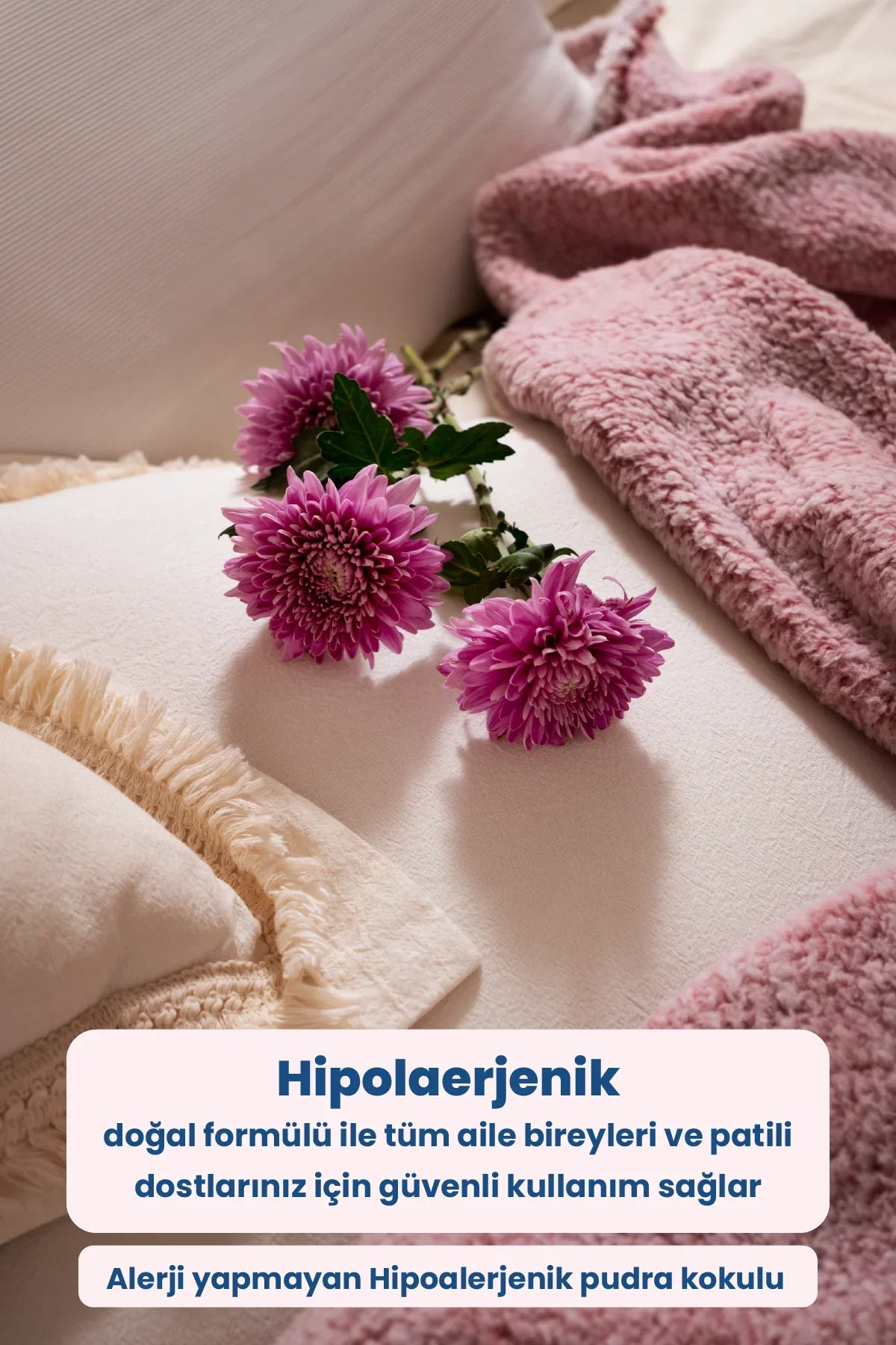 Yumuşak krem yastık ve pembe battaniye üzerinde mor krizantem çiçekleri, hipoalerjenik doğal ev kokusu tanıtımı